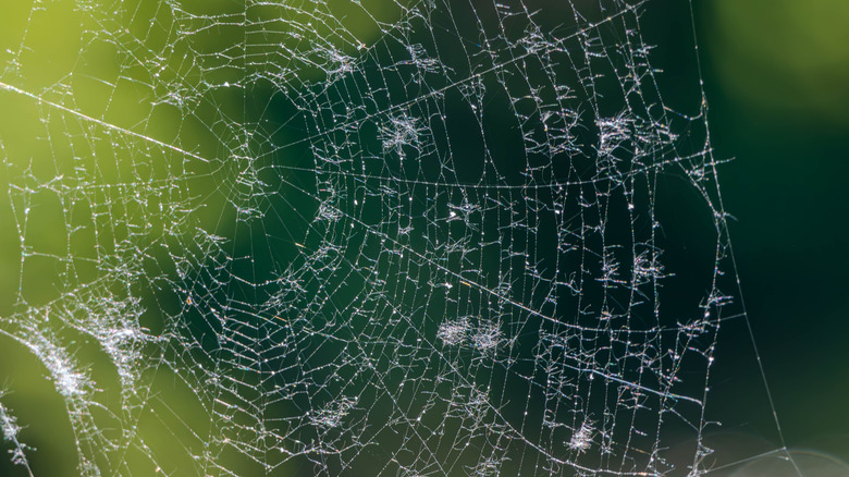 Dew-kissed spider web at Beanblossom Bottoms Nature Preserve, Indiana