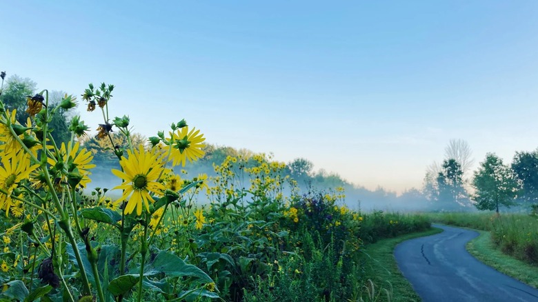 A paved trail winds past sunflowers through morning mist at Celery Bog Nature Area