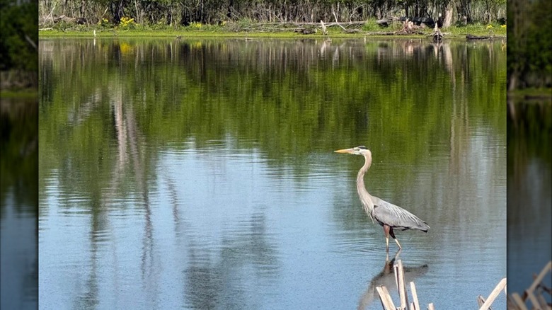 A blue heron wades in the marsh at Celery Bog Nature Area, Indiana