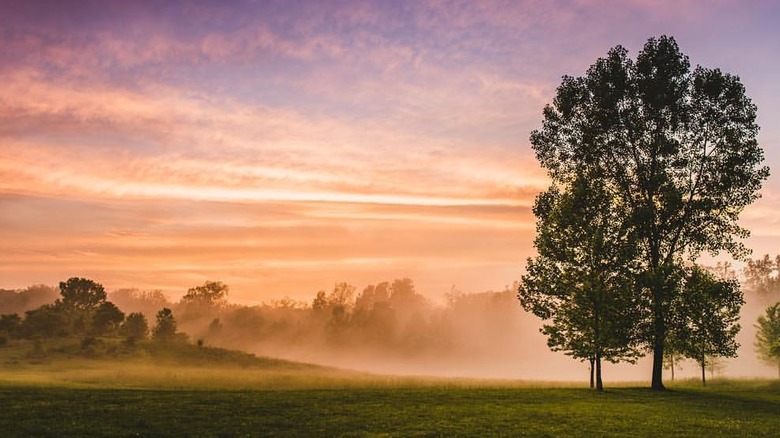A tall tree against a colorful sunset with fog wafting over the lake and forest in Fort Harrison State Park Indiana