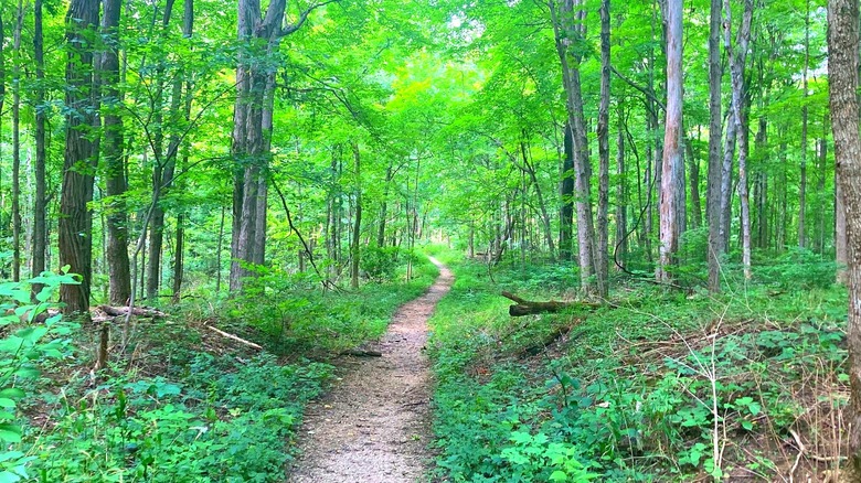 A single track trail through a green forest in Fort Harrison State Park Indiana