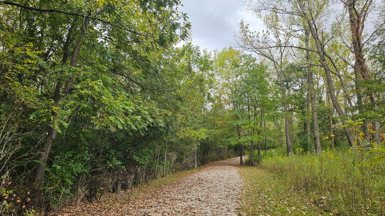 Wooded pathway lined with trees at River Bend Forest Preserve, Illinois