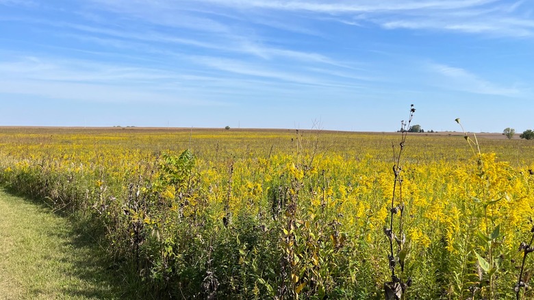 Mowed grass trail next to prairie of yellow wildflowers and blue sky Sangamon River Forest Preserve