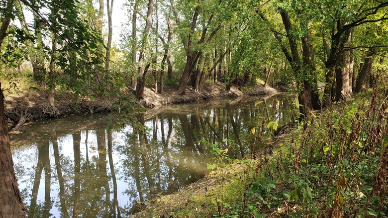 Sangamon River lined by lush trees and golden light Sangamon River Forest Preserve