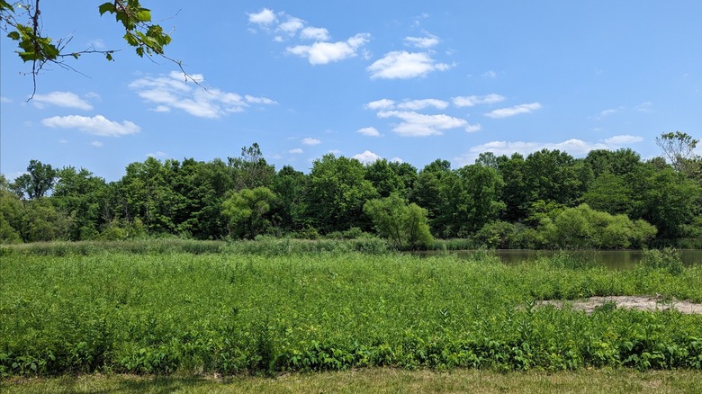 Lush green landscape with dense line of trees at Moraine View State Park, Illinois