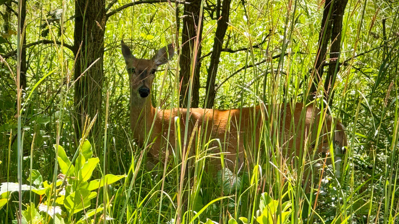 A white tailed deer standing in the tall grass of a forested nature preserve