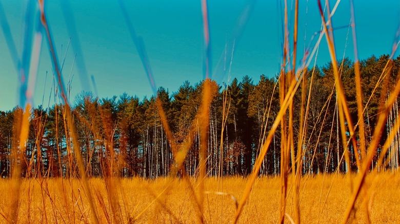 landscape at Rock Springs Conservation Area in Decatur, Illinois