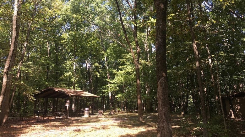 A picnic shelter in the forest