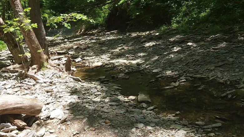 Stream running through Versailles State Park in Indiana