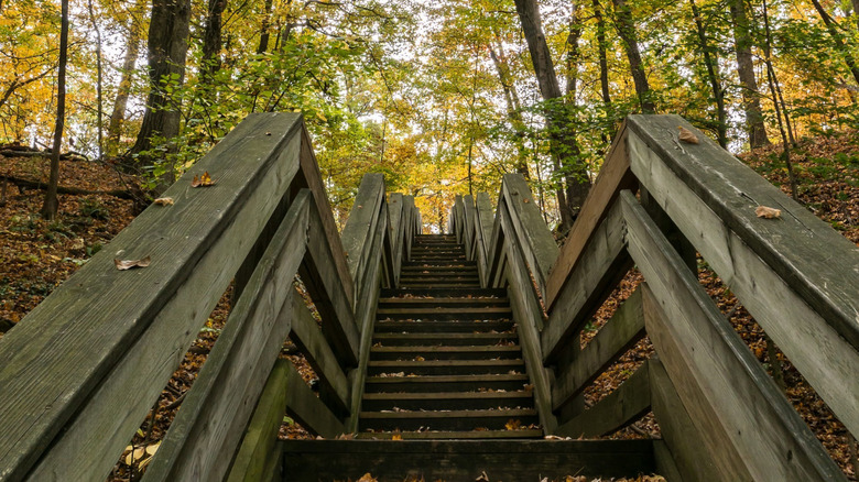 Trails through the woods in Lincoln Trail State Park near Marshall, Illinois