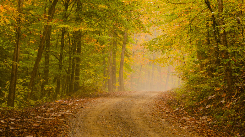 A dirt road lined with hardwood trees leads to Kinlock Falls in autumn.