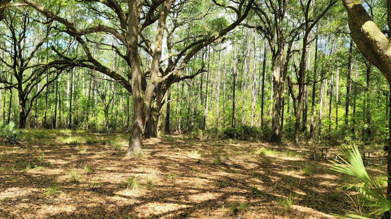 Lush trees cast shadows on the ground at Belmore Forest State Park in Florida
