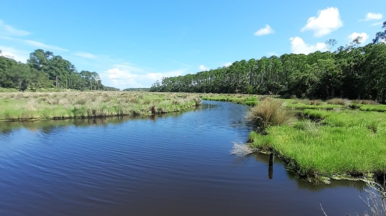 Ponds and fishing opportunities at Belmore State Forest in Florida