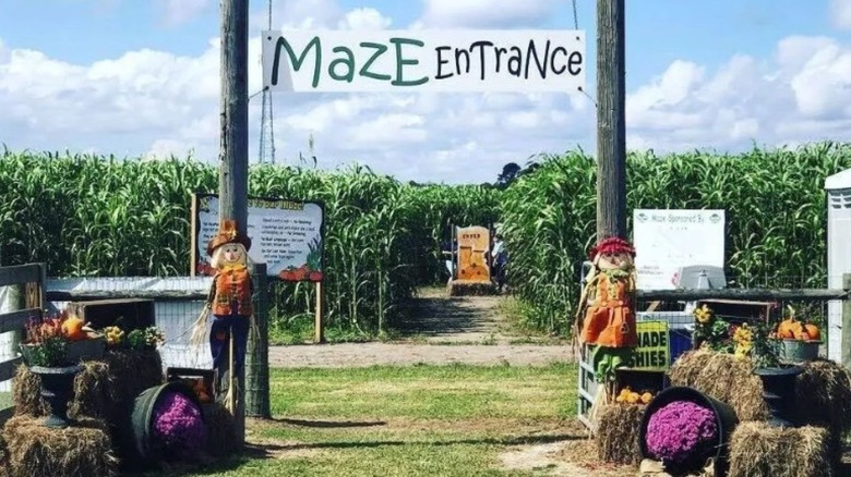 Entrance to maze with scarecrows and bails of hay