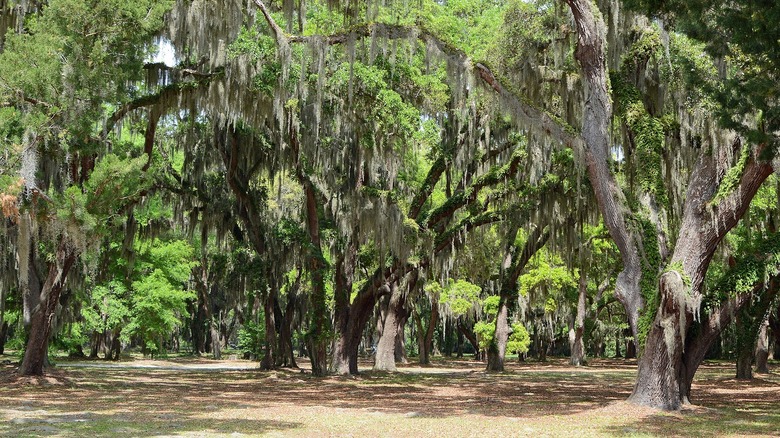 A forest of oak trees draped in Spanish moss in Gascoigne Bluff Park.