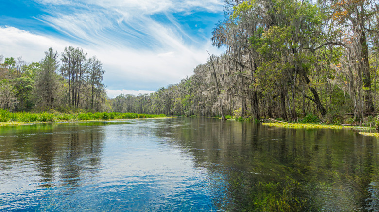 Suwannee River in Twin Rivers State Forest