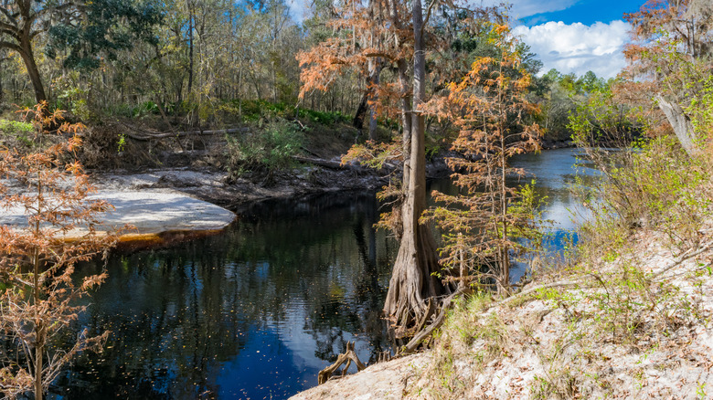 trail along the Suwanee River