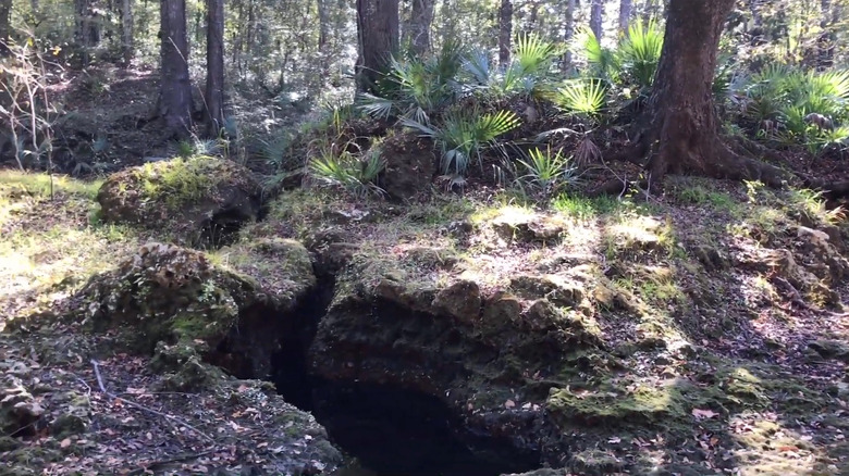 A karst fissure in the Suwannee River area of Florida