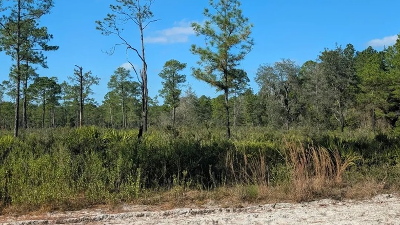 View of the scrub landscape in Price's Scrub State Park