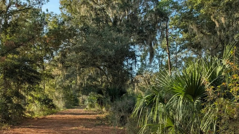 View of a trail in Price's Scrub State Park