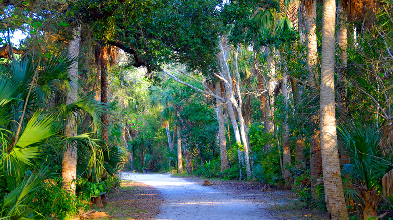 A palm hammock trail in Eldora Village, an abandoned town on Florida's Atlantic coast
