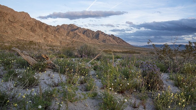 Picture of Sheephole Valley Wilderness with flowering plants