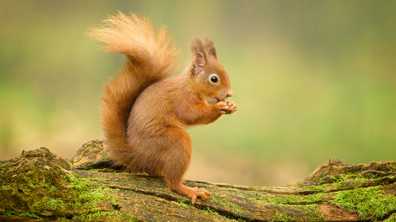 Eurasian red squirrel sitting on a log