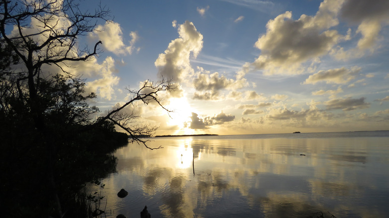 Sun setting over Mangrove in Tavernier, Florida