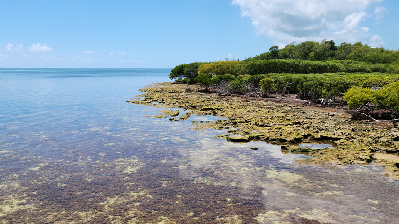 Coral rock and mangrove coast of Tavernier Key, Florida