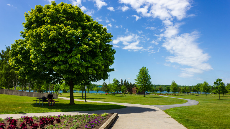 Trees on a sunny day at Lamoureux Park in Cornwall, Ontario