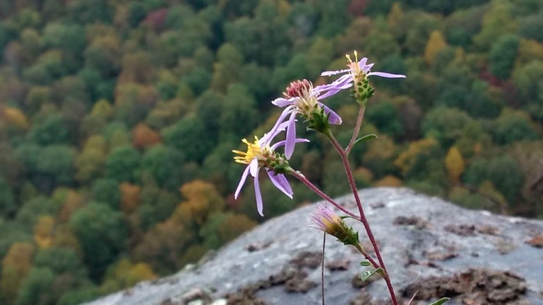 Pink flowers at one of the Pogue Creek Canyon overlooks