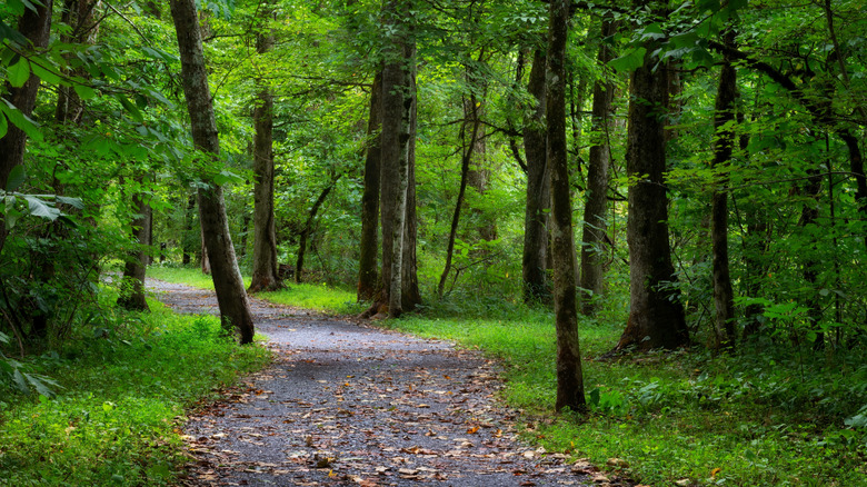 Wooded area by South Holston in Bristol