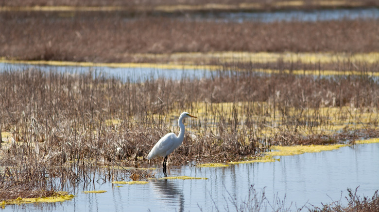 Great egret standing in shallow wetlands at San Elijo Lagoon in Cardiff, California