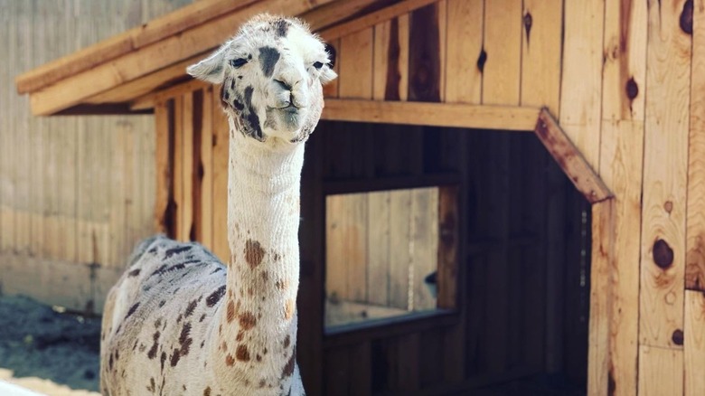 A black and white llama in front of wooden structure