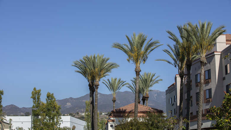 Trees in Lake Forest, California