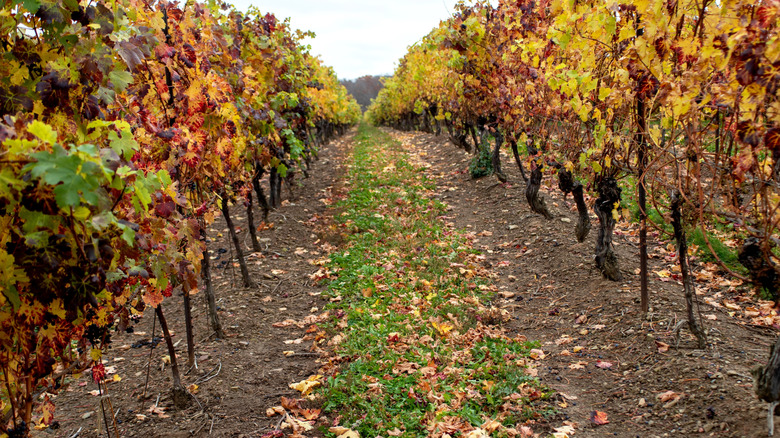 Niagara Escarpment, Ontario, Canada wine growing region, grape vines winery rows after the harvest, November to late fall in the vineyard