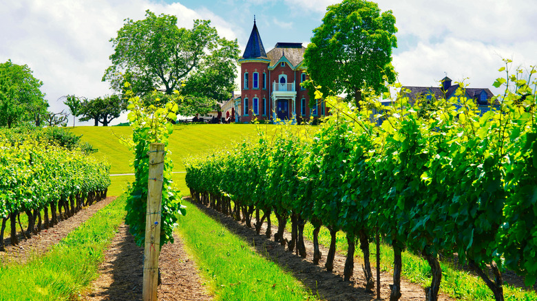 Peninsula Ridge States Winery, Beamsville, Ontario, main building and vineyard