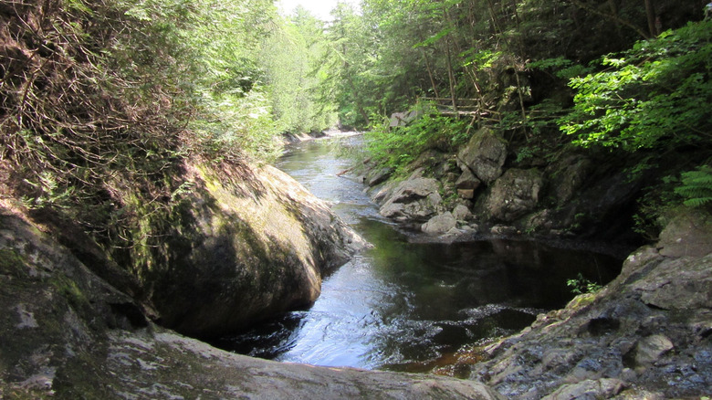 Small stream of water surrounded by trees in Pottersville, New York during the day