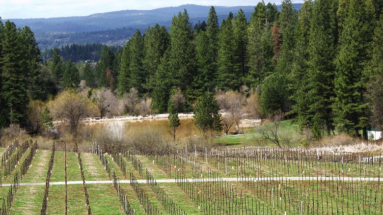 A vineyard in the rolling foothills of El Dorado County, California