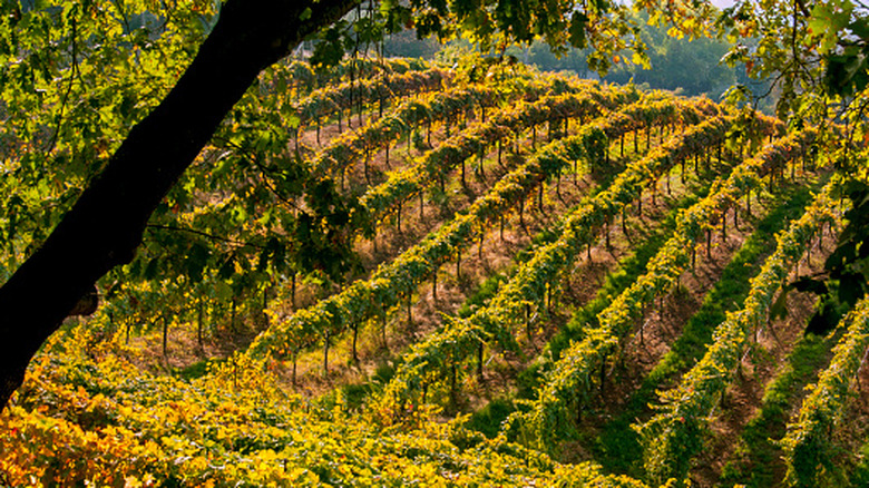 Vineyard covers hillside in El Dorado County