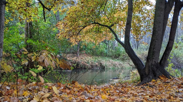 Fallen leaves and trees by the creek in Parshallville, Michigan