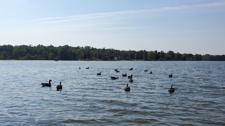 A group of geese cruising on Thornapple Lake with the forested opposite shore in the distance