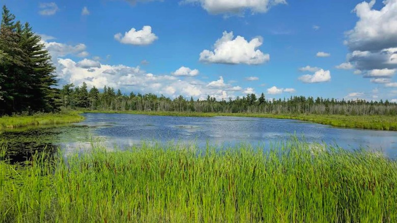 green trees around a water body in Roscommon State Forest Area, Michigan