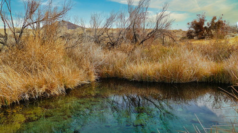 A spring at Ash Meadows National Wildlife Refuge