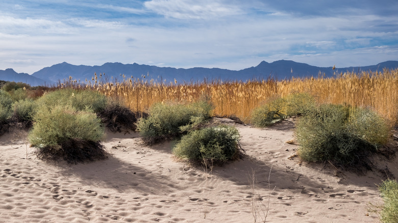 Desert vegetation at Ash Meadows National Wildlife Refuge