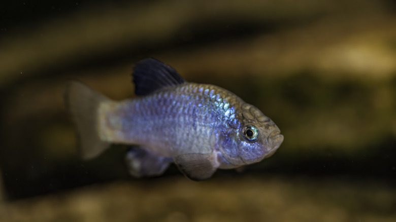 A close-up of the endangered pupfish found at Ash Meadows National Wildlife Refuge