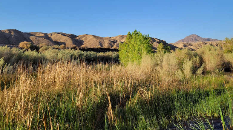 Looking across California's Afton Canyon with Cave Mountain in the background