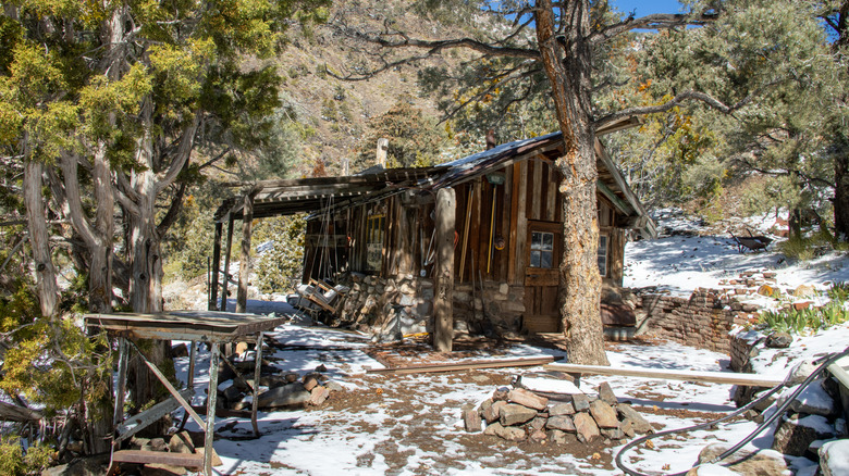 Abandoned cabin surrounded by trees in Panamint City
