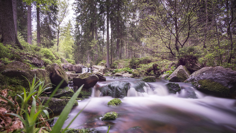 A small waterfall in a river surrounded by trees within the Harz National Park near Braunlage, Germany