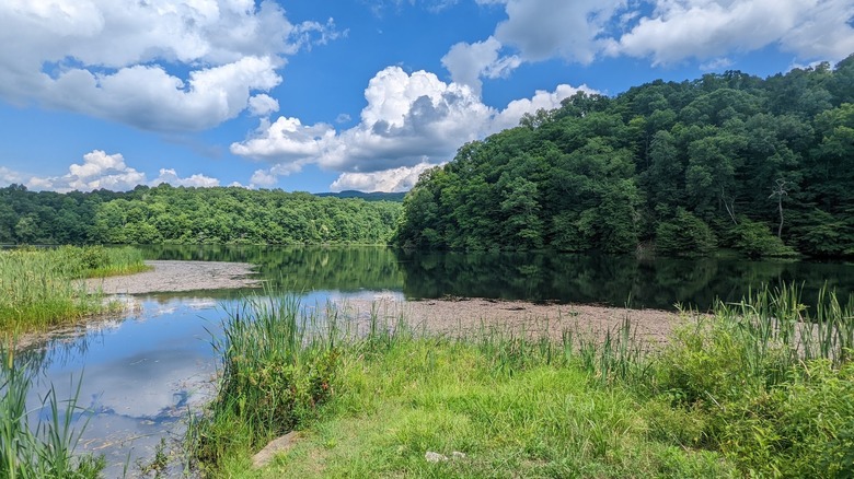 Lake surrounded by lush trees and green reeds with clouds in the blue sky Kentucky Ridge State Forest